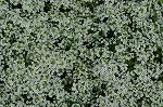 Click here to see the picture (alyssum.jpg)