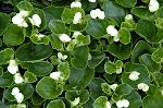 Click here to see the picture (begoniawhite.jpg)