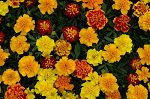 Click here to see the picture (marigold2.jpg)