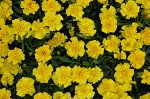 Click here to see the picture (marigold3.jpg)