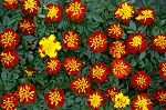 Click here to see the picture (marigold.jpg)